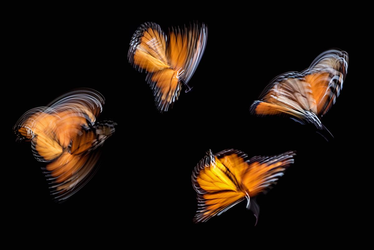 four brown butterflies